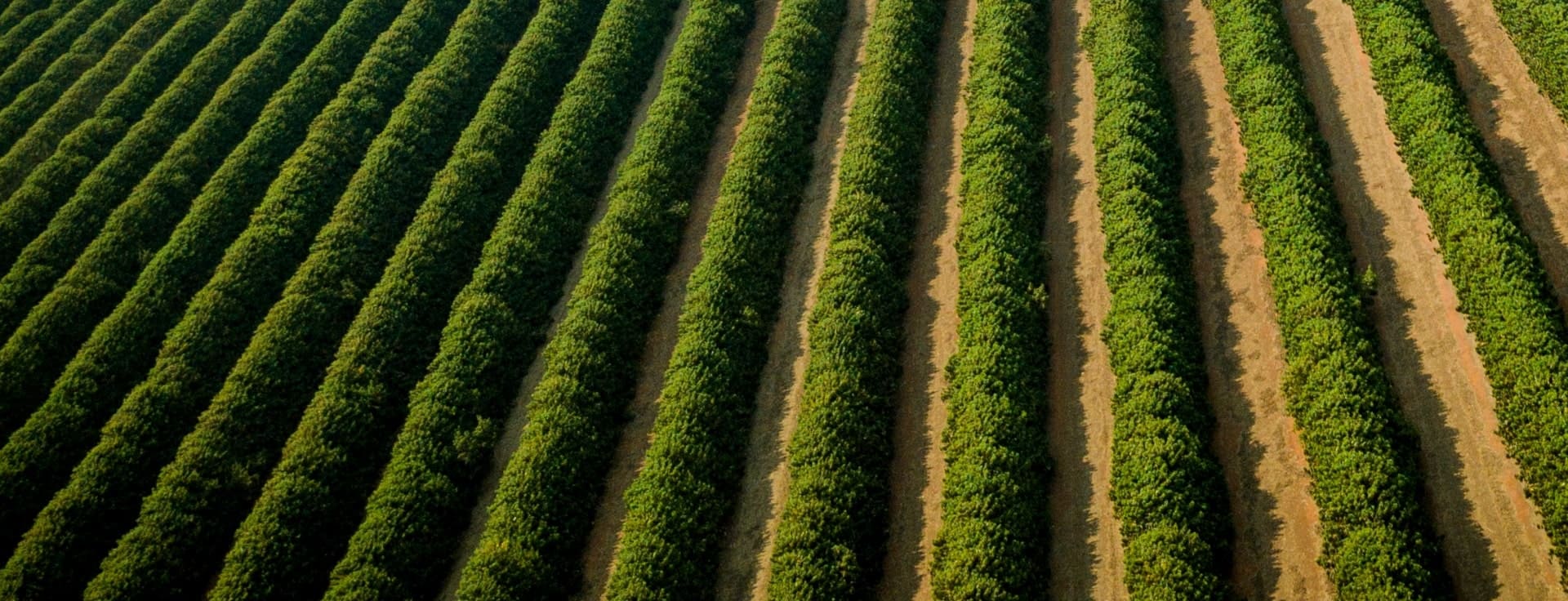 Seu café, sua história.